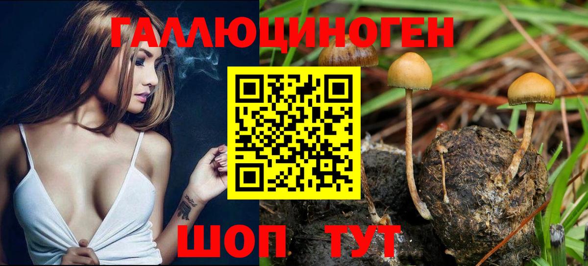 Псилоцибиновые грибы MAGIC MUSHROOMS  Вход с VPN  Кувандык  Галлюциногенные грибы Psilocybine cubensis 